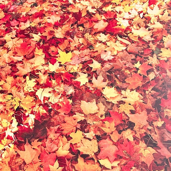 Fall Scrapbook Paper! Beautiful Autumn Colors! 12x12 Premium Card Stock! - Picture 10 of 13